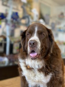 Argus Argus, the Art Gallery's Pet Dog